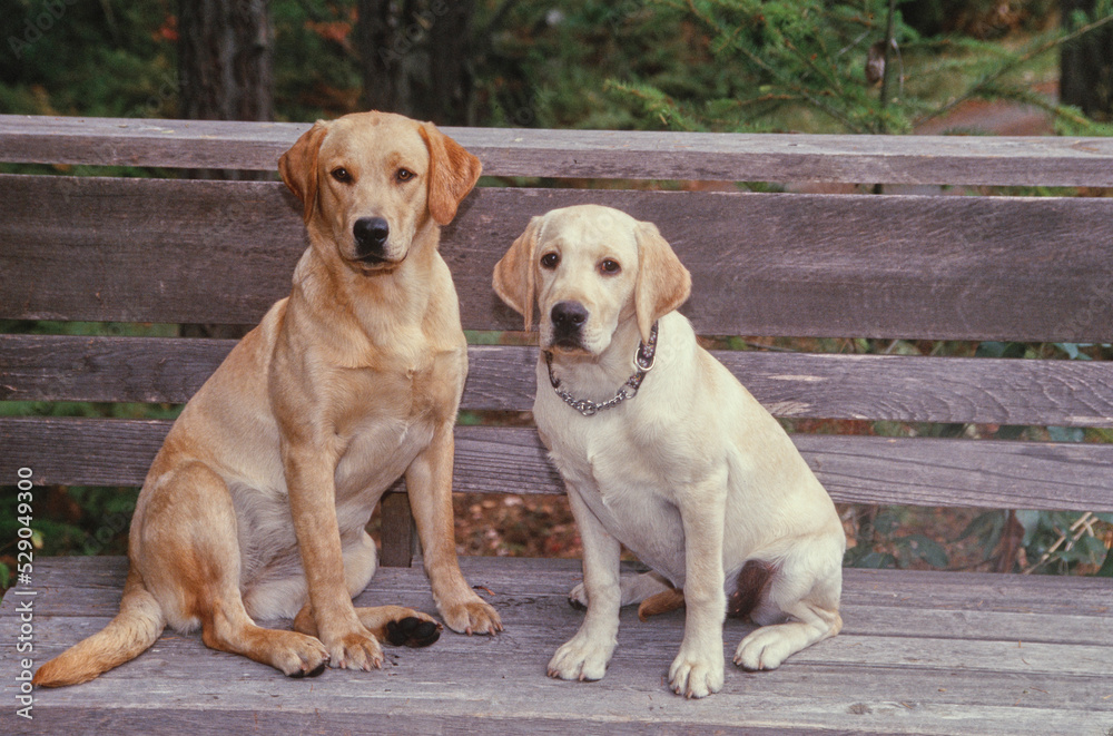 Labs sitting on bench