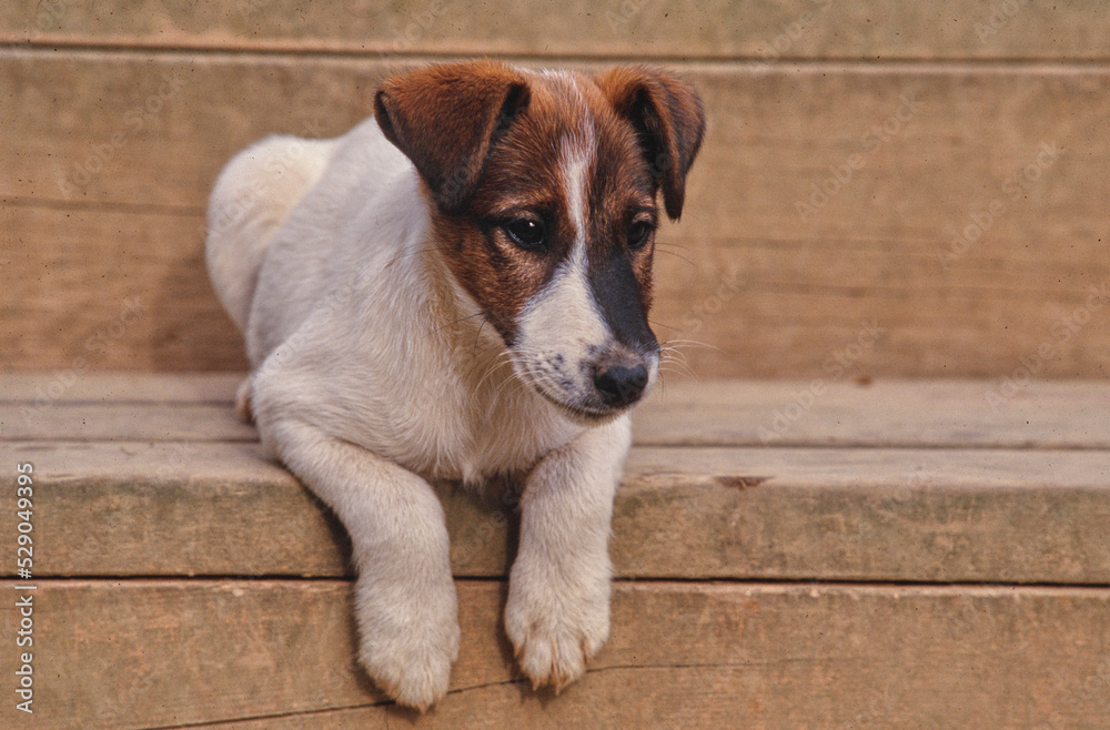Smooth Fox Terrier puppy sitting on edge of wooden porch steps Smooth Fox Terrier puppy sitting on edge of wooden porch steps
