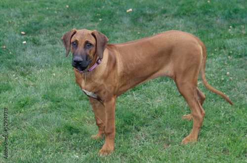 Rhodesian Ridgeback standing in grass