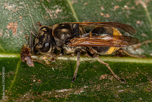 Adult Honey Wasp photo