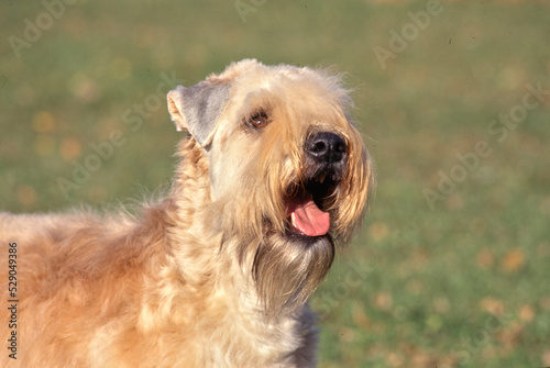 Soft Coated Wheaten Terrier outside in grass with soft focus background © SuperStock