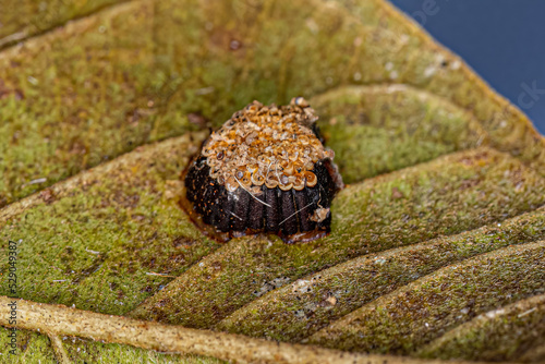 Assassin Bug Eggs photo