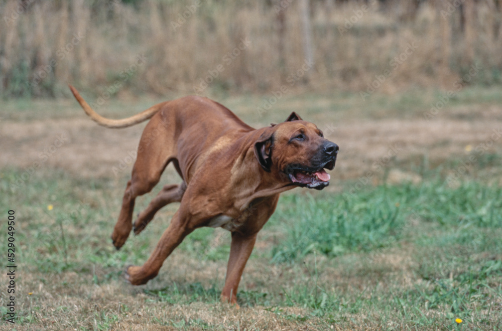 Rhodesian Ridgeback running outside in grass Rhodesian Ridgeback running outside in grass