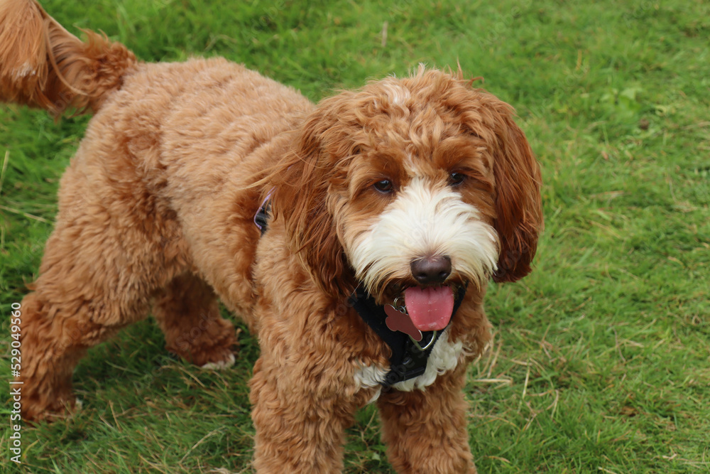 A brown and white cockapoo waits on the grass with her tongue out A brown and white cockapoo waits on the grass with her tongue out