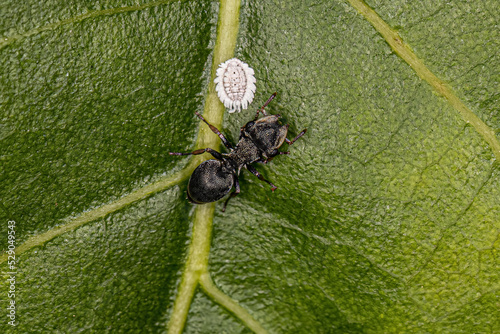 Adult Turtle Ant
