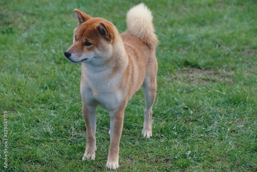 Shiba Inu in grass