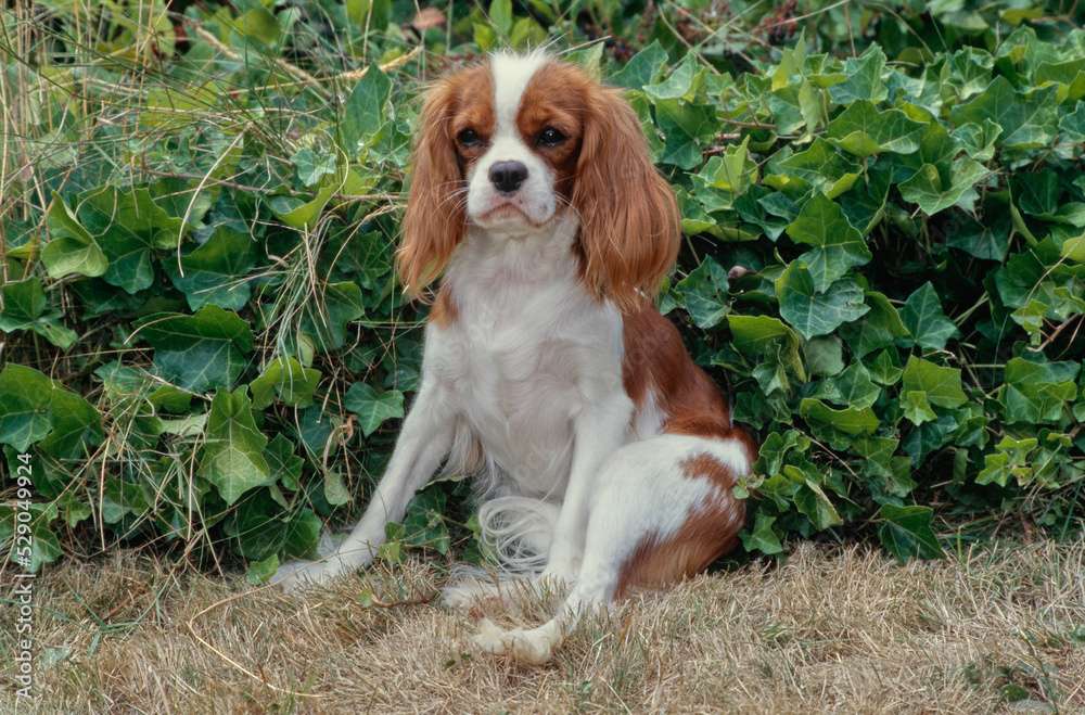 King Charles Spaniel in front of bush