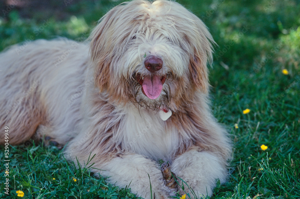 Bearded Collie in grass Bearded Collie in grass