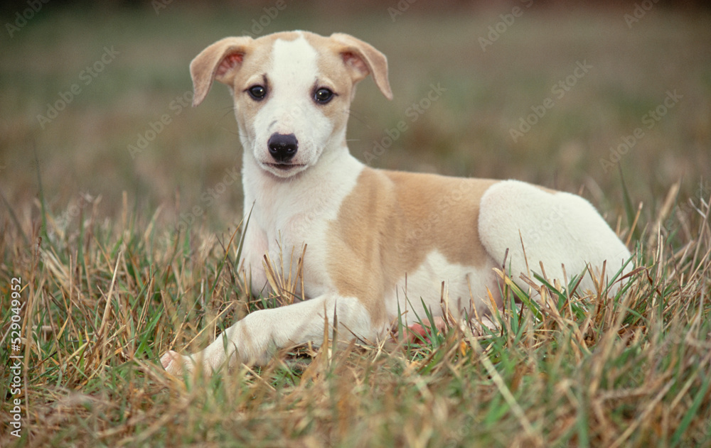 Whippet puppy laying in field outside