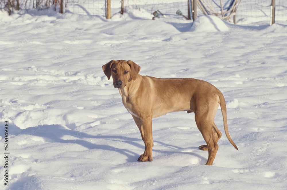 Rhodesian Ridgeback standing in snow outside Rhodesian Ridgeback standing in snow outside