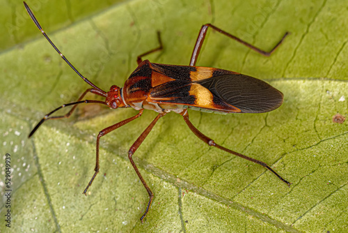 Adult Leaf-footed Bug photo