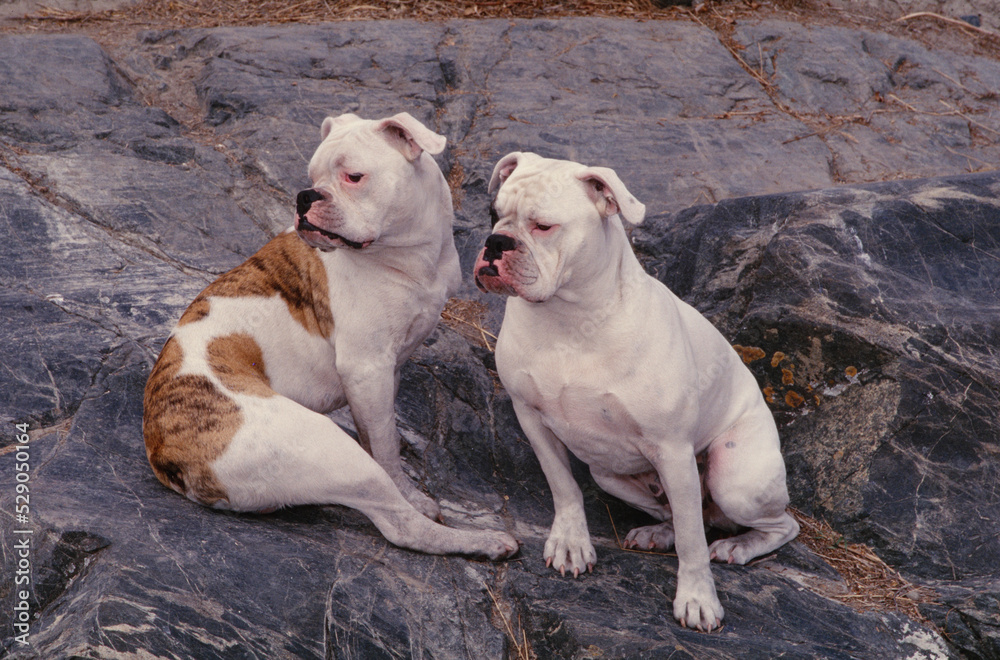 English Bulldogs sitting on rock looking right English Bulldogs sitting on rock looking right