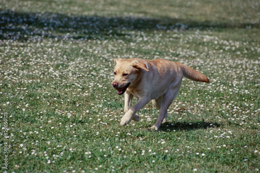 Yellow Lab puppy running in flower field
