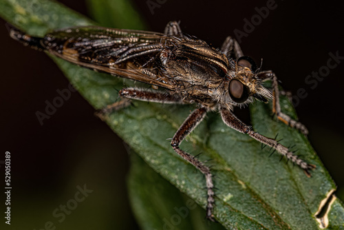 Adult Robber Fly photo