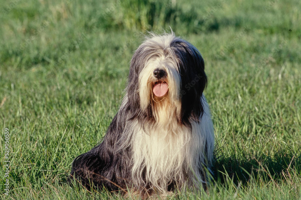 Bearded Collie in grass