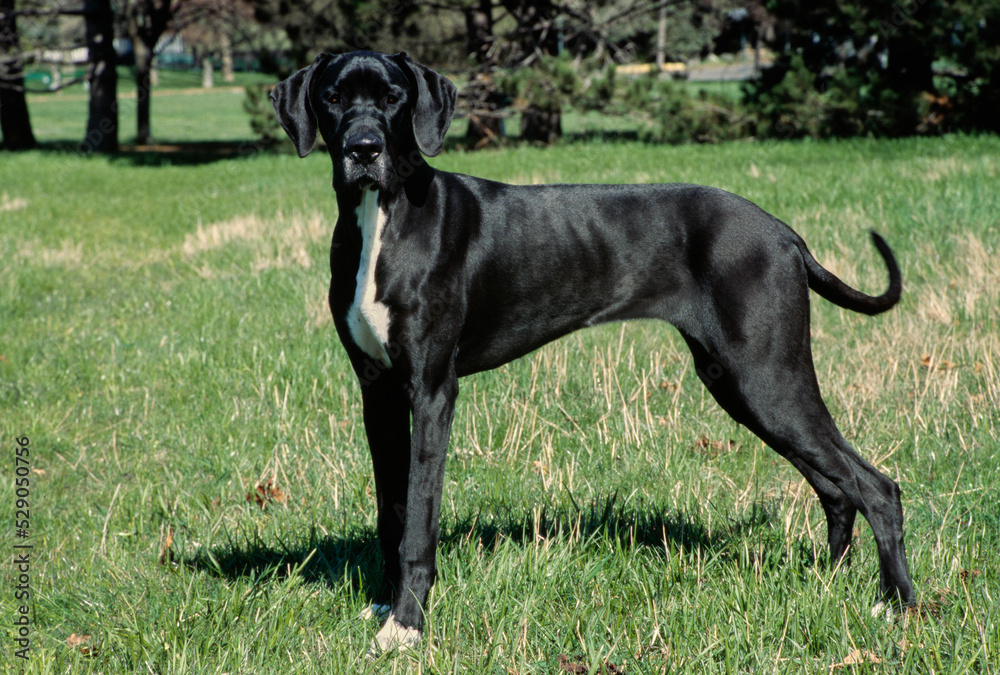 Great Dane in grass field looking at camera Great Dane in grass field looking at camera