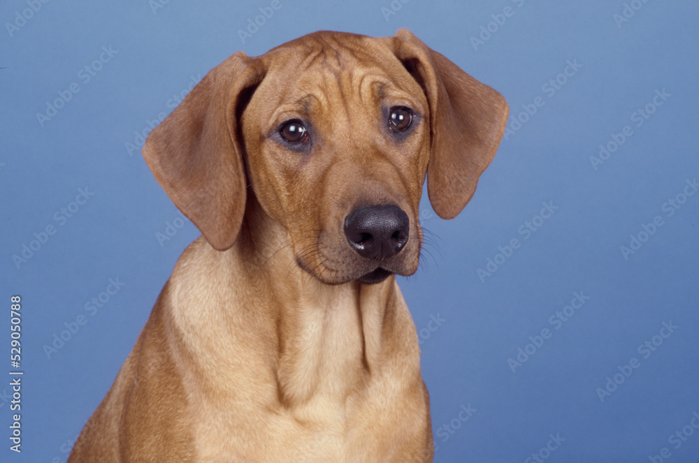 Young Rhodesian Ridgeback in front of blue background