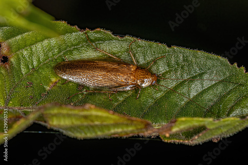 Adult Wood Cockroach photo