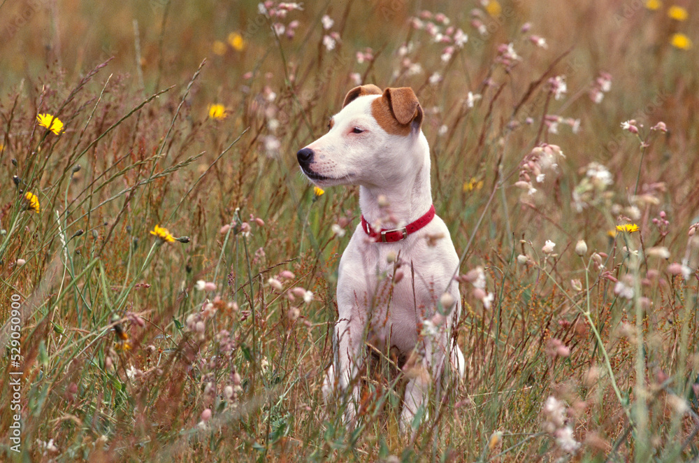 Jack Russell Terrier sitting in meadow Jack Russell Terrier sitting in meadow
