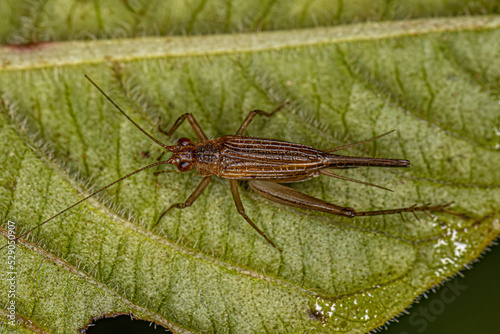 Adult True Cricket photo