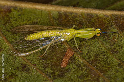 Adult Green Mantidfly photo