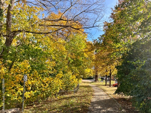 herbst, laub, park, baum, natur, ast, allee, wald, jahreszeit, sonnenlicht, blatt, himmel, fall, ahorn, bunt, gelb