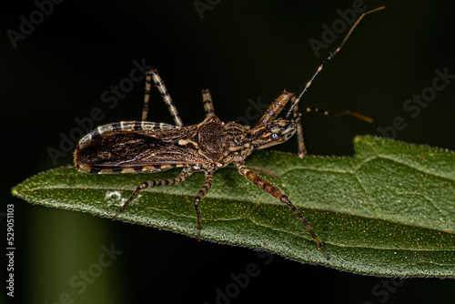 Adult Assassin Bug photo