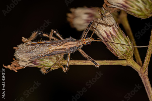 Adult Assassin Bug photo