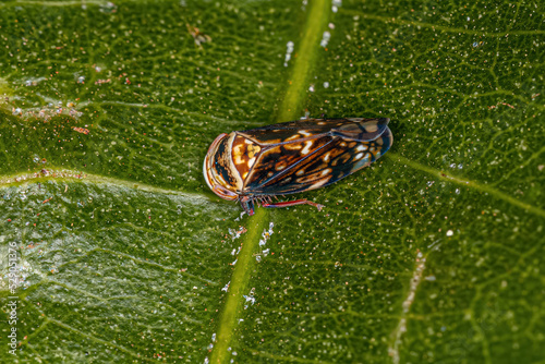 Small Typical Leafhopper photo