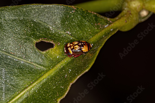 Small Typical Leafhopper Nymph photo