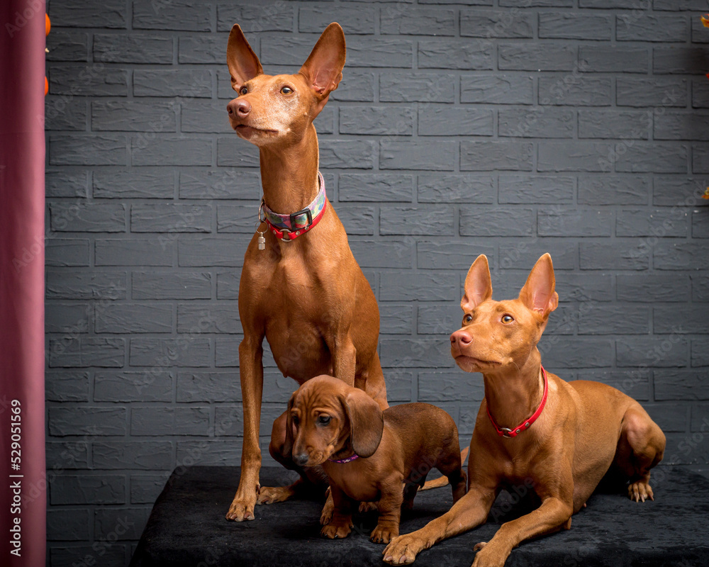 Two red dogs and a small puppy pose for a photo against a stone wall
