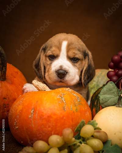 A puppy sits in pumpkins and poses for an autumn photo shoot