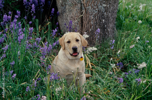 Lab in front of tree with flowers © SuperStock
