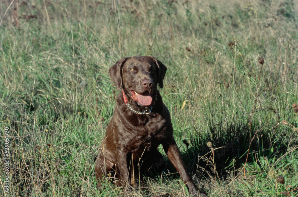 Chesapeake Bay Retriever sitting in field of tall grass