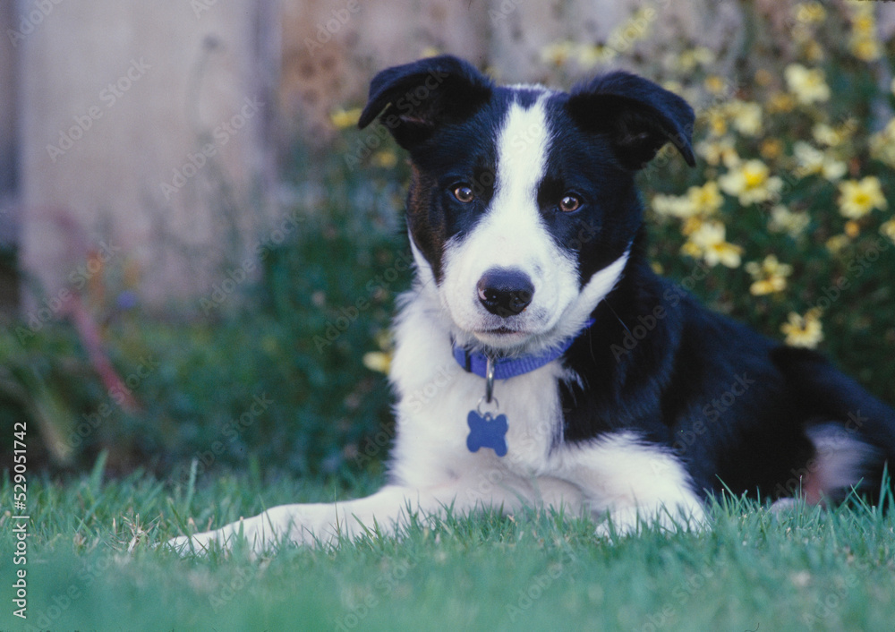 Border Collie in grass Border Collie in grass