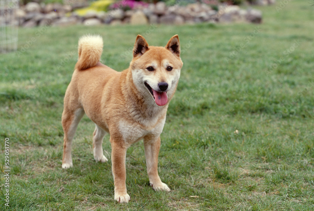 Shiba Inu in yard Shiba Inu in yard