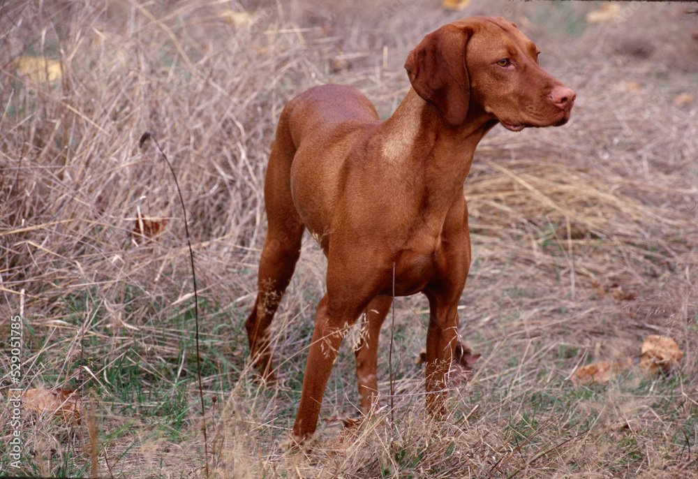 Vizsla standing in field with tall grass Vizsla standing in field with tall grass