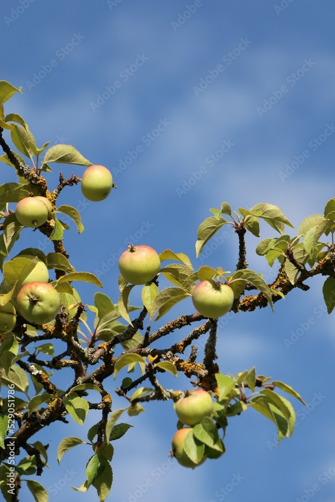 Apples on branches on blue sky background