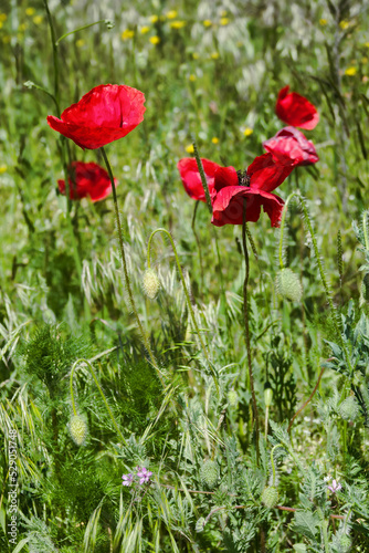 Xeropolum. Field poppy (Papaver rhoeas) bloom in spring in anthropogenic plain prairie of the northern Black Sea region. Poppy is like a weedage of the fields photo