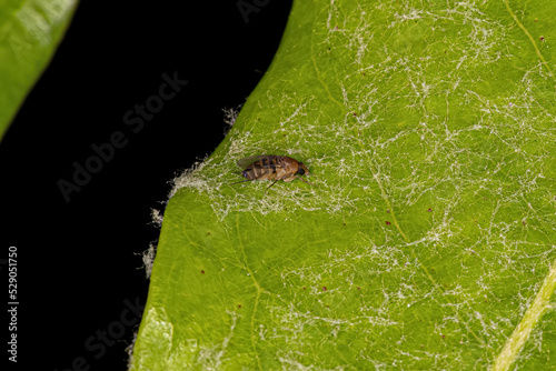 Adult Humpbackd Fly photo