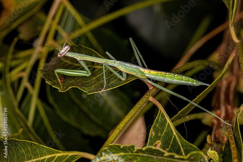 Small Mantid nymph photo