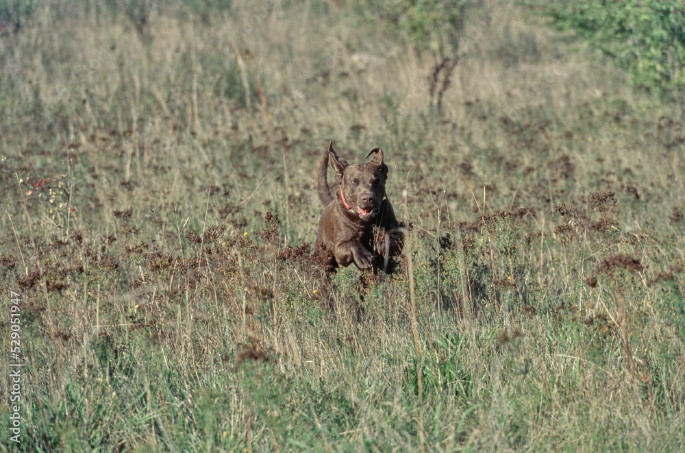 Chesapeake Bay Retriever running in field of tall grass Chesapeake Bay Retriever running in field of tall grass
