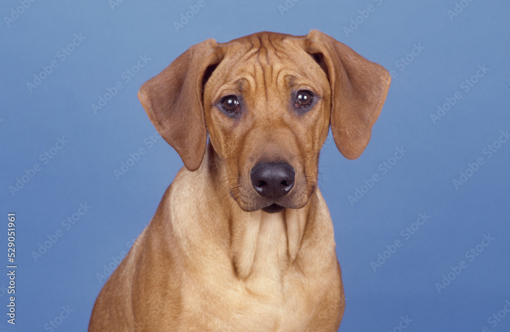 Young Rhodesian Ridgeback in front of blue background