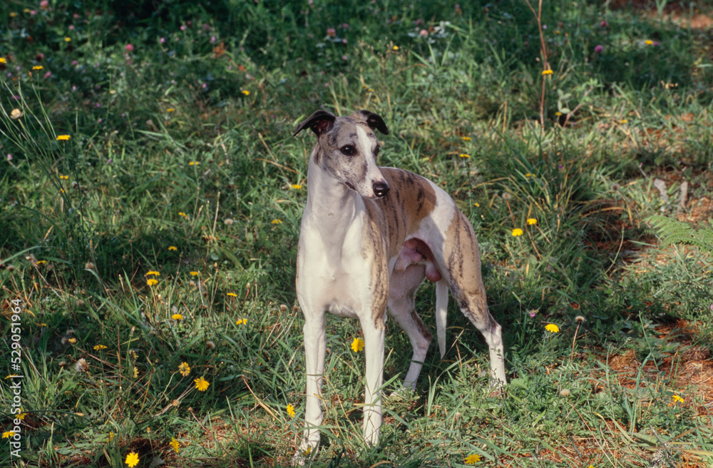 Whippet standing in meadow near yellow flowers