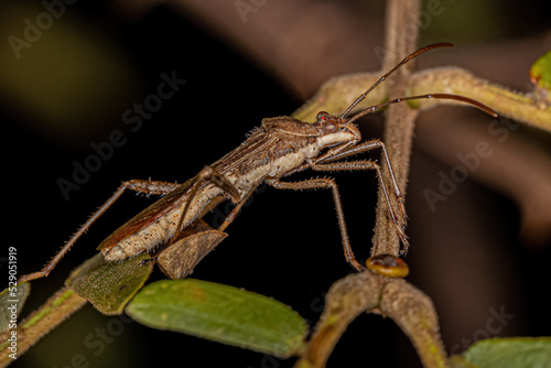 Adult Broad-headed Bug photo