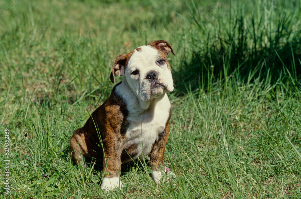 English Bulldog puppy in tall grass looking at camera