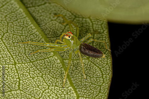 Small Translucent Green Jumping Spider photo