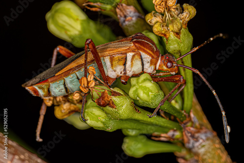 Adult Leaf-footed Bug photo