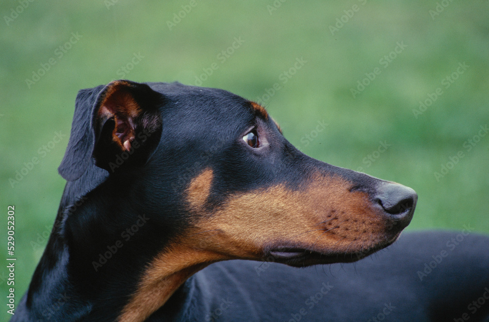 Close up of Doberman laying in field