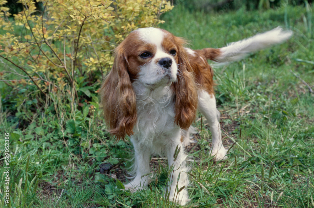King Charles Spaniel standing in yard